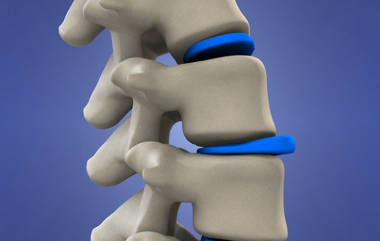 coloana vertebrala