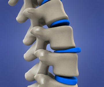 coloana vertebrala
